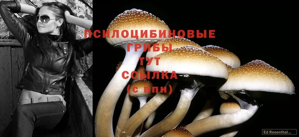 индика Белокуриха