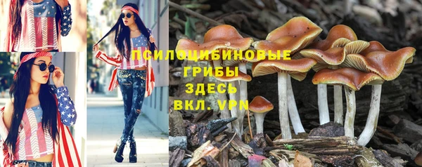 индика Белокуриха