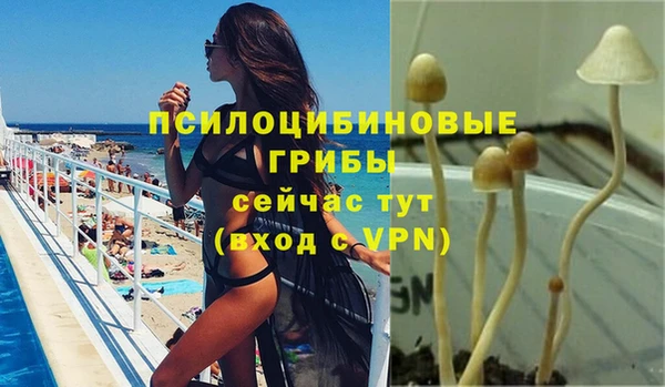 индика Белокуриха